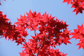 roter Ahorn im Herbst