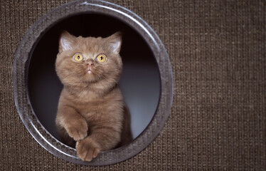 Britisch Kurzhaar Kitten Katze imposant und edel Luxus