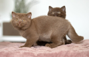 Britisch Kurzhaar Kitten Katze imposant und edel Luxus