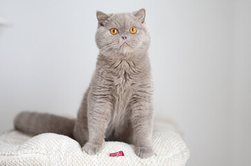 Britisch Kurzhaar Kitten Katze imposant und edel Luxus