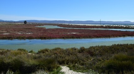 Wetlands on the Coast of Chile: Vital ecosystems teeming with biodiversity, providing habitat for birds, flora, and unique coastal species.

