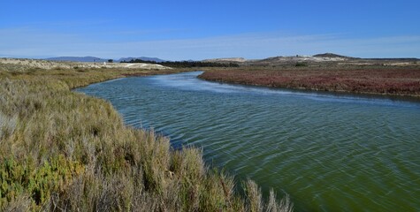 Wetlands on the Coast of Chile: Vital ecosystems teeming with biodiversity, providing habitat for birds, flora, and unique coastal species.

