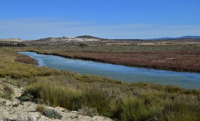 Wetlands on the Coast of Chile: Vital ecosystems teeming with biodiversity, providing habitat for...