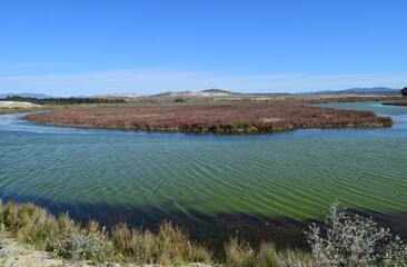 Wetlands on the Coast of Chile: Vital ecosystems teeming with biodiversity, providing habitat for...