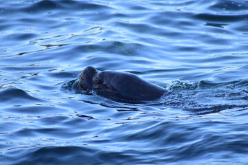 Fototapeta premium Marine Animals on the Coast of Chile: Diverse and fascinating, Chile's coastal waters host marine life