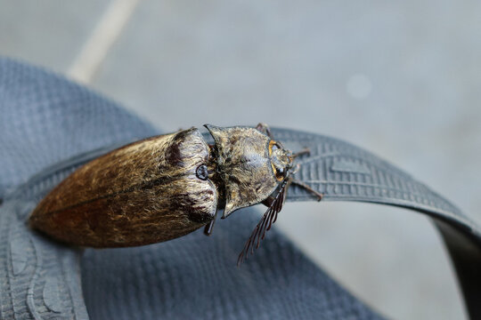 Elateridae or click beetles are a family of spring beetles