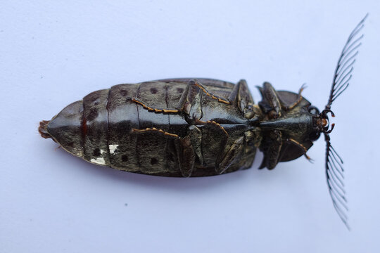 Elateridae or click beetles are a family of spring beetles