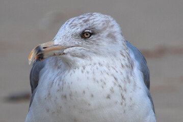 Close up of a seagull