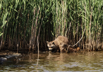 A racoon in a marshy are in New Jersey.