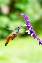 Green and orange Amazilia hummingbird (Amazilis amazilia) flying and touching a lavender plant.