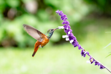 Green and orange Amazilia hummingbird (Amazilis amazilia) flying and touching a lavender plant.