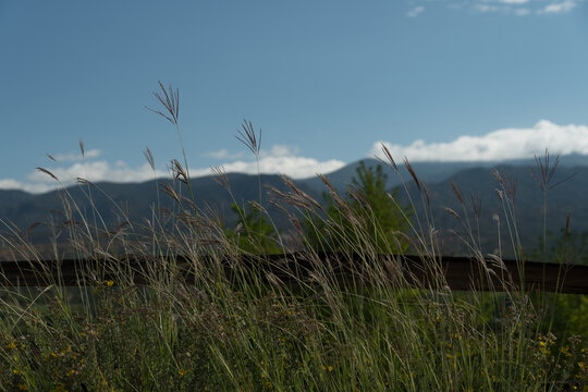 Tall grass over highway near Santa Fe Opera