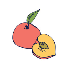 Drawing of an orange peach. Line art. Vector illustration