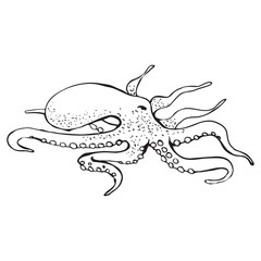 Octopus drawing. Line art. Vector illustration
