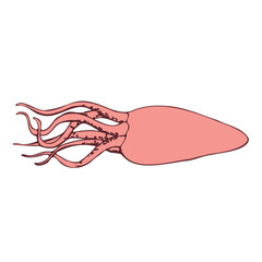 Squid drawing. Line art. Vector illustration