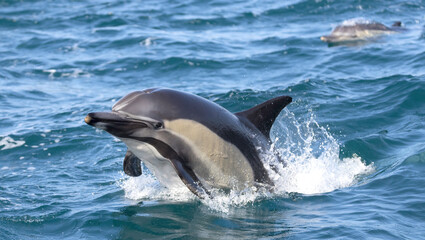 dolphin in the water, dolphin jumping 