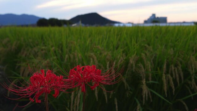 Japanese nature, red spider lily and rice field