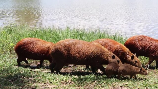 Capivaras na Beira da Lagoa Santa