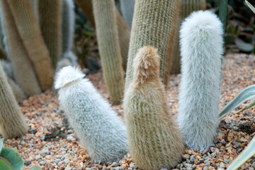 Cleistocactus strausi or the silver torch or wooly torch