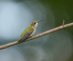 Fototapeta premium close up on ruby throated hummingbird standing on tree branch