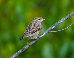 sparrow on the tree branch, common perching bird in garden and woodland