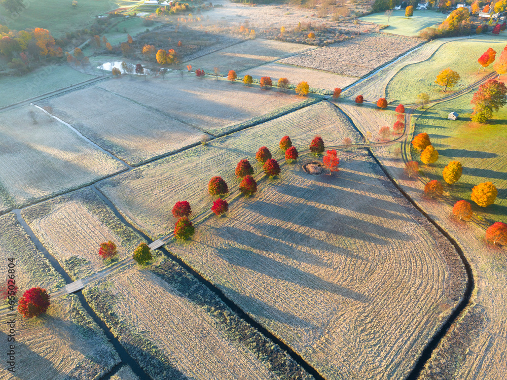 Wall mural aerial of autumn red tree in a row in farm field