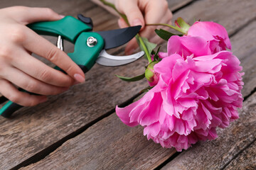 Woman trimming beautiful pink peonies with secateurs at wooden table, closeup © New Africa