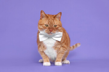 Cute cat with bow tie on lilac background