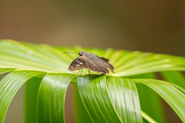 A hammock skipper butterfly spreads its wings resting on a palm leaf 