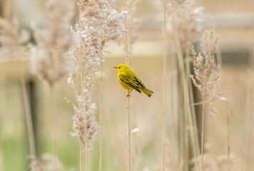 Yellow warbler perched on blade of grass