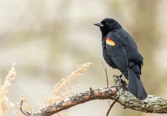 A male red-winged blackbird perched on a tree branch 