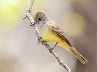 Dusky-capped flycatcher perched on a branch in Madera Canyon 