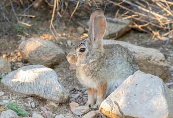 A desert cottontail rabbit hiding in a rocky landscape in the Arizona desert. 