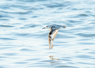 Sanderling flying low over the calm ocean water close to the shore. 