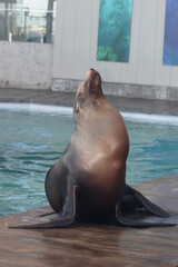 Fototapeta premium sea lion in the zoo
