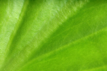 Macro photo of green leaf as background, top view