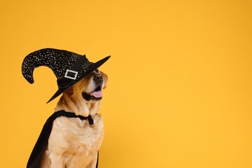 Cute Labrador Retriever dog in black cloak and hat on orange background, space for text. Halloween celebration - obrazy, fototapety, plakaty