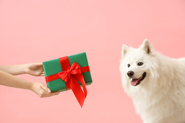 White Samoyed dog receiving Christmas gift on pink background, closeup