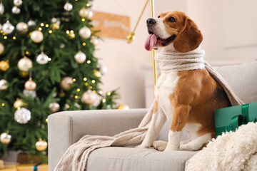 Cute Beagle dog with scarf and Christmas gift on sofa at home