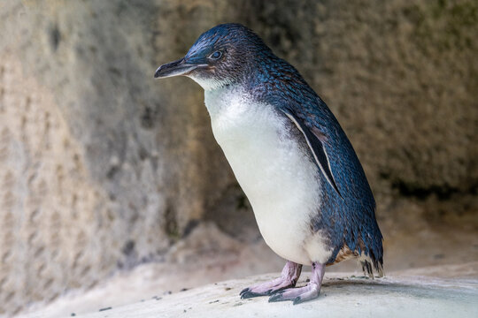 Australian Little Penguin in captive environment