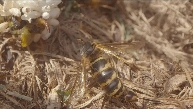 The abdomen of a dead wasp twitches as it lays next to an expired tomato hornworm caterpillar covered in cocoons that has succumb to its injuries caused by parasitic wasp larva or a different species