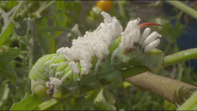 Late stage parasitism of a tomato hornworm, with many open white silky cocoons of hatched wasps that exited the insects body after consuming non vital innards. 