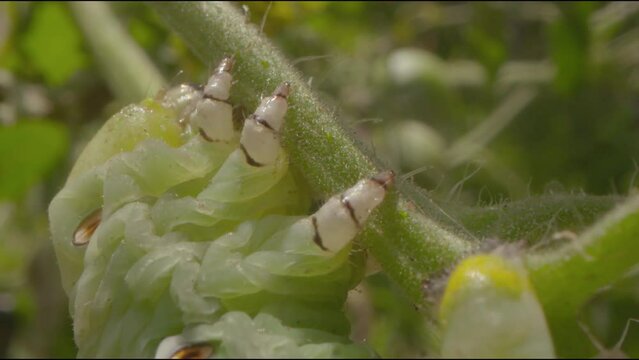 Macro garden view of the tiny legs of a green hornworm caterpillar, holding onto its host tomato plant and gorging itself before morphing into a Hawk Moth