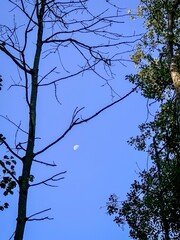 tree branches against blue sky