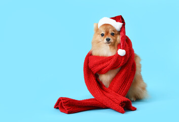 Cute Pomeranian dog in Santa hat and scarf on blue background