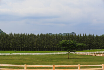 Horse farm, agriculture and horse care