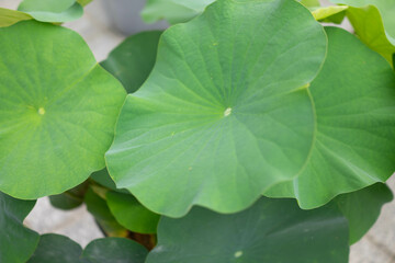 Graceful Lotus Leaves