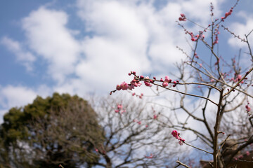 Promise of Spring: Plum Blossom Buds and Sky