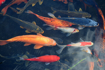 Various types of koi fish swim in a pond with clear water