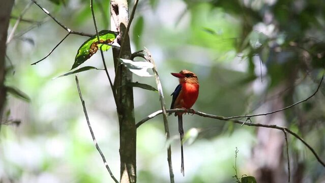 The brown-headed paradise kingfisher (Tanysiptera danae), also known as the russet paradise kingfisher.
 It is endemic to the lowland forest in the Bird's Tail Peninsula (Papua New Guinea).